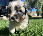Small Photo #3 Miniature Australian Shepherd Puppy For Sale in TONASKET, WA, USA