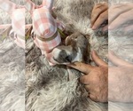 Puppy Opal Australian Shepherd