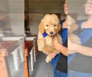 Poodle (Standard) Puppy for sale in WAGENER, SC, USA