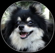 Small Photo #1 Pomeranian Puppy For Sale in STATHAM, GA, USA