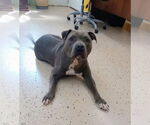 Small Photo #14 American Pit Bull Terrier Puppy For Sale in York, SC, USA