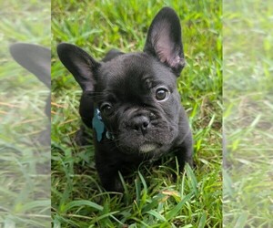 French Bulldog Puppy for Sale in COLUMBUS, Georgia USA