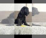 Puppy Puppy Mulan Goldendoodle