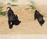 Small Chinese Shar-Pei