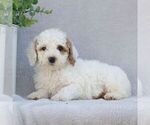 Small #3 Goldendoodle (Miniature)