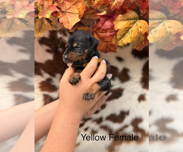 Medium Photo #1 Doberman Pinscher Puppy For Sale in CLOTHIER, WV, USA