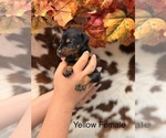 Image preview for Ad Listing. Nickname: Yellow collar