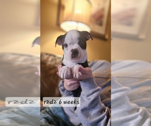 Medium Photo #2 Boston Terrier Puppy For Sale in GENOA, NE, USA