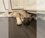 Small Photo #4 German Shepherd Dog Puppy For Sale in BURTON CITY, OH, USA
