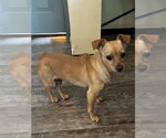 Small Chihuahua