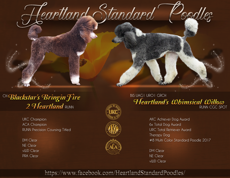 Medium Photo #1 Poodle (Standard) Puppy For Sale in HOISINGTON, KS, USA