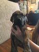 Small Photo #21 Great Dane Puppy For Sale in WEIRTON, WV, USA