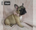 Small Photo #1 French Bulldog Puppy For Sale in MINERAL WELLS, WV, USA