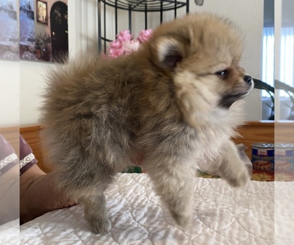 Medium Photo #3 Pomeranian Puppy For Sale in JULIAN, CA, USA