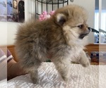 Small #2 Pomeranian