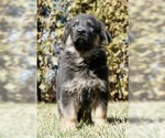Small Photo #2 German Shepherd Dog Puppy For Sale in NAPPANEE, IN, USA