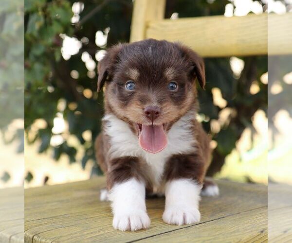 Medium Photo #4 Aussie-Poo Puppy For Sale in ARTHUR, IL, USA