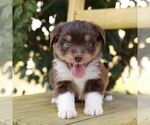 Small #3 Aussie-Poo