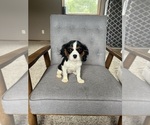 Image preview for Ad Listing. Nickname: Grace