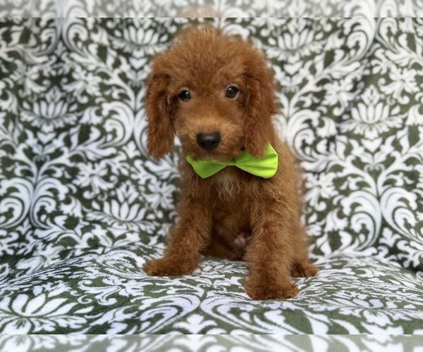Medium Photo #4 Cock-A-Poo Puppy For Sale in LAKELAND, FL, USA