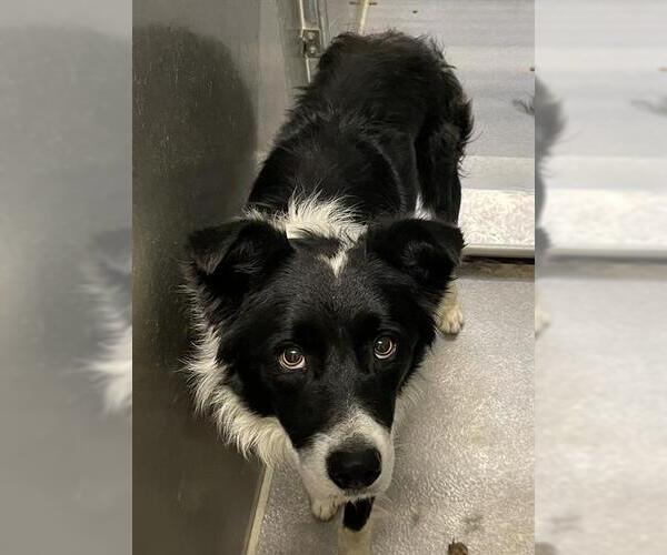 Medium Photo #1 Border Collie Puppy For Sale in Modesto, CA, USA