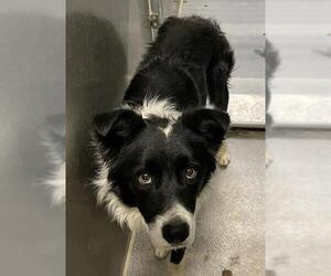 Border Collie Dogs for adoption in Modesto, CA, USA