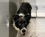 Small Border Collie