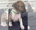 Small Photo #13 Boxer Puppy For Sale in LUCERNE VALLEY, CA, USA