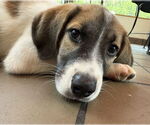 Small #5 Mutt