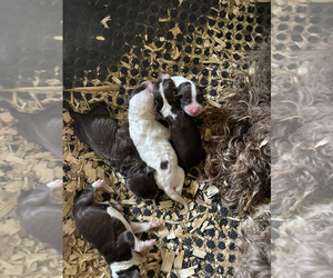 Portuguese Water Dog Puppy for sale in MONCLOVA, OH, USA