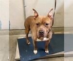 Small American Pit Bull Terrier Mix