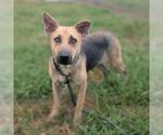 Small Photo #2 Labrador Retriever-Unknown Mix Puppy For Sale in Conroe, TX, USA