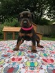 Small Photo #1 Doberman Pinscher Puppy For Sale in BROOKLYN, NY, USA