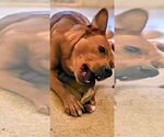 Small #1 American Staffordshire Terrier-German Shepherd Dog Mix