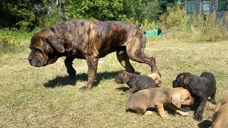 Father of the Cane Corso puppies born on 07/28/2017