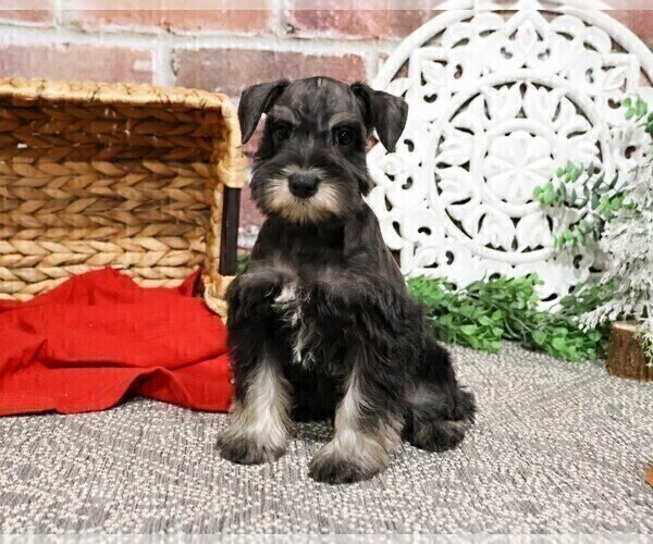 Medium Photo #22 Schnauzer (Miniature) Puppy For Sale in SYRACUSE, IN, USA