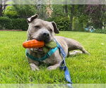 Small American Pit Bull Terrier