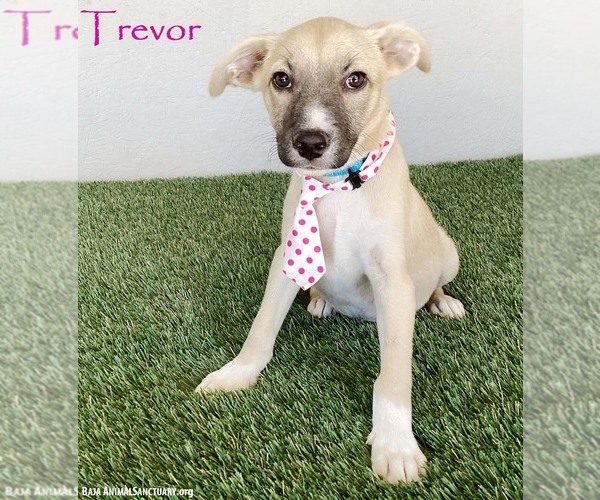 Medium Photo #1 Mutt Puppy For Sale in San Diego, CA, USA