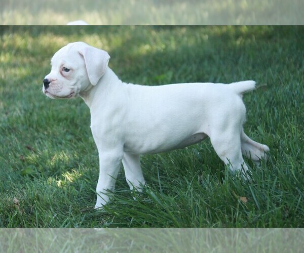 Medium Photo #4 Boxer Puppy For Sale in SHIPSHEWANA, IN, USA