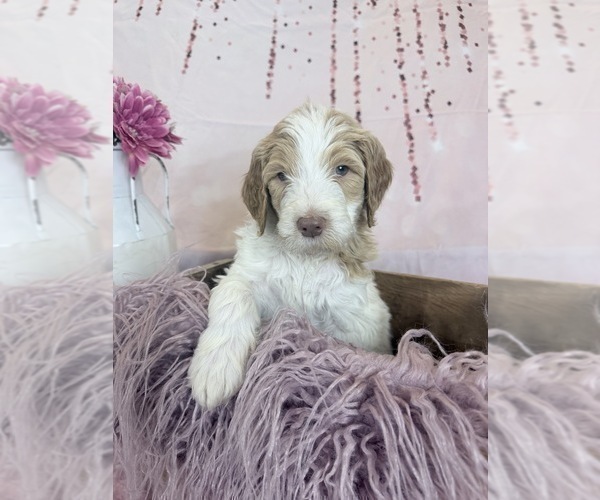 Medium Photo #94 Aussie-Poo-Goldendoodle Mix Puppy For Sale in COMMERCE, MI, USA