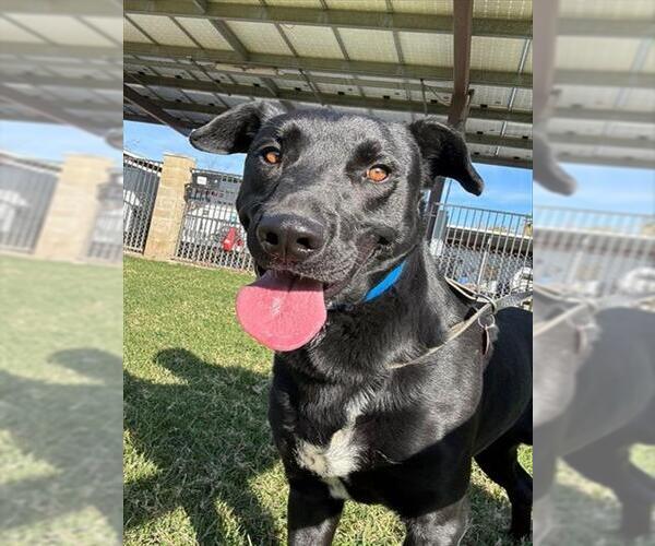 Medium Photo #1 Labrador Retriever-Unknown Mix Puppy For Sale in Riverside, CA, USA