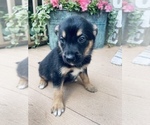 Small Photo #6 German Shepherd Dog Puppy For Sale in CHESTERFIELD, MI, USA