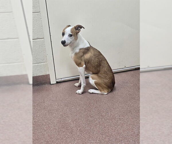 Medium Photo #1 Mutt Puppy For Sale in Ogden, UT, USA