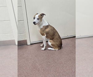 Mutt Dogs for adoption in Ogden, UT, USA