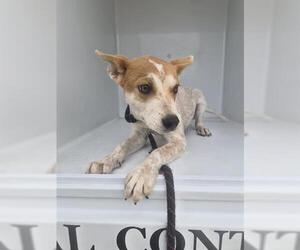 Mutt Dogs for adoption in Houston, TX, USA