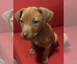 Small #4 American Pit Bull Terrier Mix