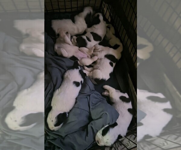 Medium Photo #2 Saint Bernard Puppy For Sale in GRAND BAY, AL, USA