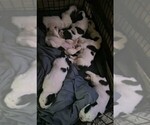 Small #1 Saint Bernard