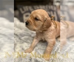 Puppy Mr Mustard Golden Retriever