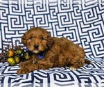 Small Photo #3 Goldendoodle (Miniature) Puppy For Sale in LINCOLN UNIV, PA, USA